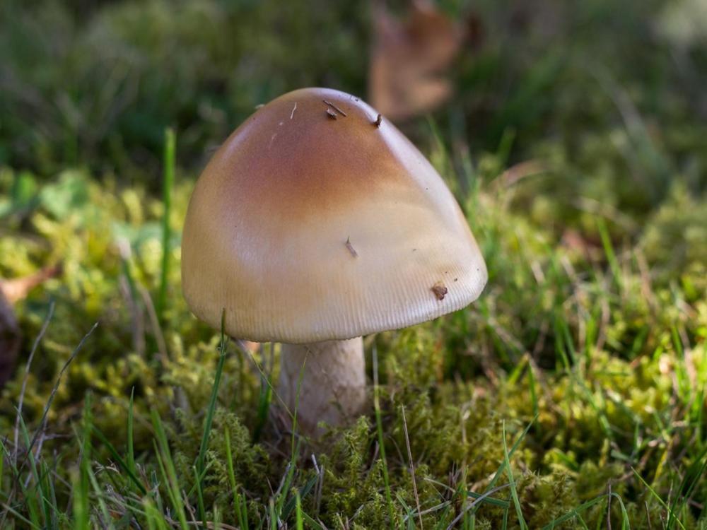 Vila Reves De Bois Loubeyrat Exteriér fotografie